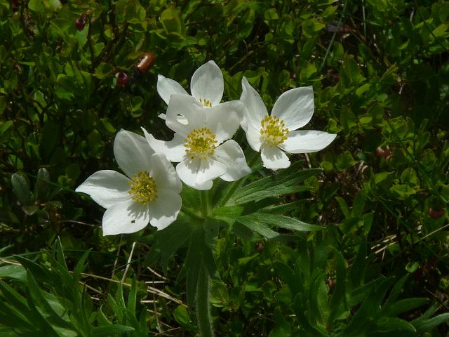 (39) Anemone narcissiflora.JPG